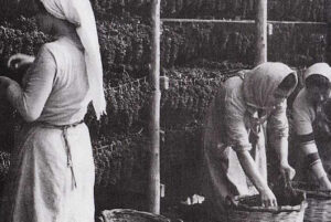 Women sorting Corinthian currants in Aigio, Peloponnese – traditional raisin processing by the Mythical Stafida cooperative.
