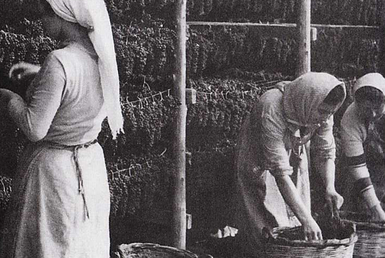 Women sorting Corinthian currants in Aigio, Peloponnese – traditional raisin processing by the Mythical Stafida cooperative.