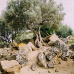 Ancient olive tree in Aigialeia, Peloponnese – symbol of Greek olive oil tradition by P.E.S. Aigialeias