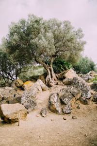 Ancient olive tree in Aigialeia, Peloponnese – symbol of Greek olive oil tradition by P.E.S. Aigialeias